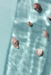 Different kinds of seashells on the blue background top view. Copy space