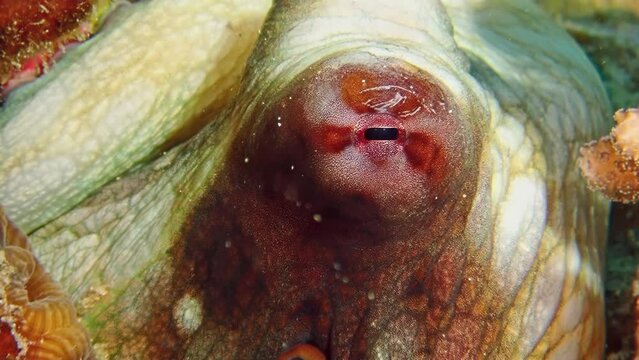 Close-up of a camouflaged common octopus (Octopus vulgaris) peering out from its hideaway among coral reefs in Aqaba, Red Sea, capturing the eerie stillness of the scene. Macro slow motion.