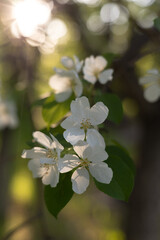 apple blossom