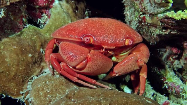 A vivid red crab (Grapsus grapsus) clings to a rock, its striking color a warning sign in the colorful coral reefs of Aqaba, Red Sea. Macro slow motion.