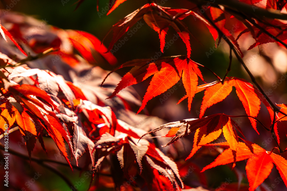 Canvas Prints Beautiful red maple leaves in sunlight