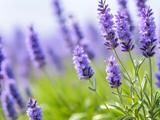 Aromatic Bliss. Lavender Blooms on Nature's Palette.