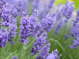 Lavender Symphony. Close Encounters with Blooming Flowers.