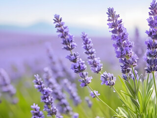 Serenity in Bloom. Lavender Flowers Against Nature's Canvas.