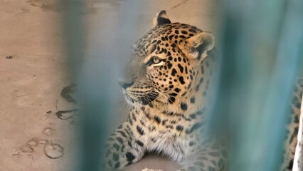 Close-up of Common Leopard in Captivity Image of a Captive Leopard in Enclosed Environment