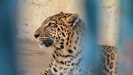 Close-up of Common Leopard in Captivity Image of a Captive Leopard in Enclosed Environment