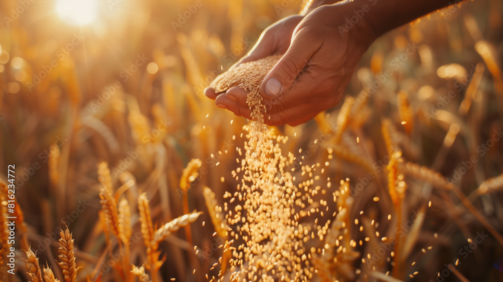 Wall mural a farmer's hands pouring grain from one container to another, with the background showing an open fi