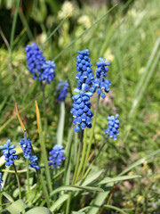 Purple garden flowers Muscari armenian (Muscari armeniacum), viper onion in a garden plot