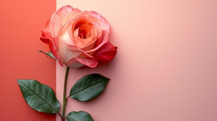 Rose on Pink and Orange Background