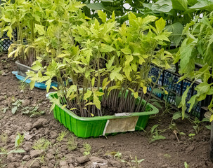 Seedlings of various vegetables in boxes in a greenhouse. The first leaves