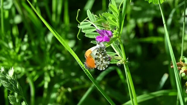 Orange Tip butterfly (Anthocharis cardamines) male feeding on Common Vetch (Vicia sativa) May, Kent, UK [Slow motion x5]