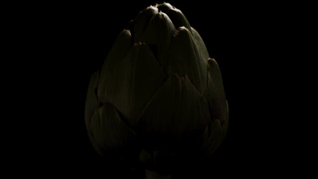 Artichoke Spins in a Circle, Illuminated by Different Areas on Black Background.