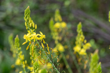 Close up of snake flowers (bulbine frutescens) in bloom