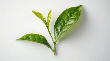 Fototapeta premium Green tea leaf shown on a white background