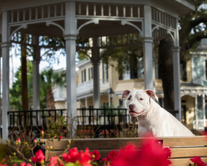 Dog sitting on bench in front of gazebo