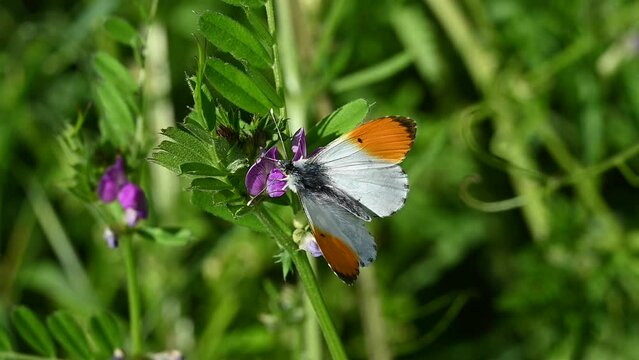 Orange Tip butterfly (Anthocharis cardamines) male feeding on Common Vetch (Vicia sativa) before flying off. May, Kent, UK [Slow motion x5]