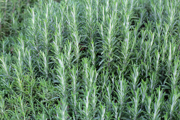 Rosemary plant, Fresh herb in the garden