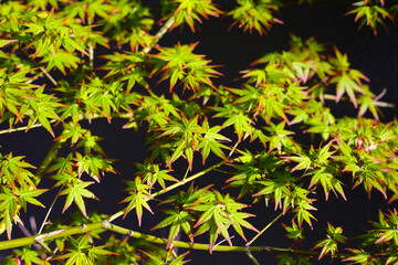 Japanese maple tree, beautiful leaves