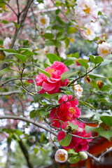 Beautiful camellia flower on tree. The Expo 70 Commemorative Park, Osaka, Japan