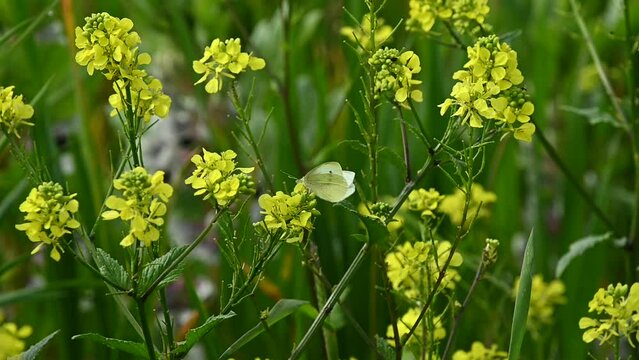 Small White butterfly (Pieris rapae) feeding on Charlock (Sinapis arvensis) flowers in the margin of an arable field. May, Kent, UK. [Slow motion x5]