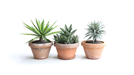 Old brown potted plants spinning pots isolated on white background : Generative AI