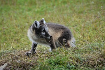 Obraz premium Pups of Arctic fox (Vulpes lagopus) with summer morph observed at the fox den in northern Iceland