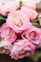 pink roses close up