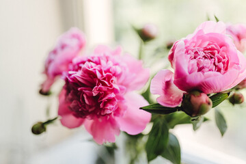 Pink peonies. Close up