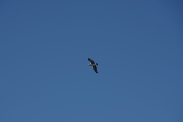 Brown pelican flying high in the California blue sky