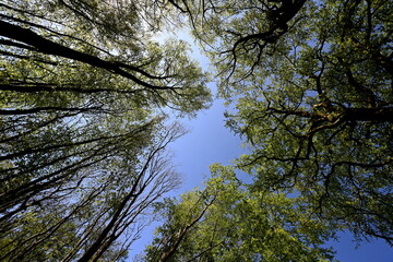 Insel Rügen, Nationalpark Jasmund, Buchenwald, Baumkronen, Weltnaturerbe 2024
