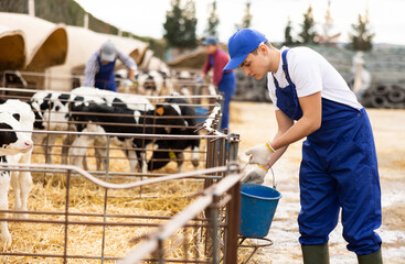Young boy farmer giving water to calves from bucket at dairy farm