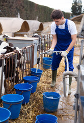 Skilled positive young male farmworker in uniform drawing water into buckets for watering calves...