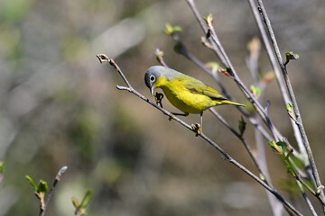 Nashville Warbler perched on a branch looking for insects to eat