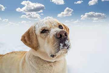 Obraz premium Dog. A Labrador retriever. A hunting dog in the snow against a cloudy sky. The year of the dog