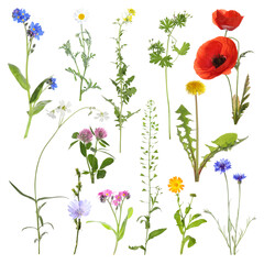 Many different meadow flowers isolated on white, set