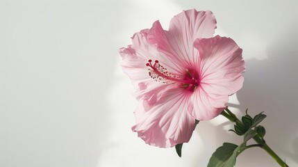 A beautiful pink flower blooms alone its graceful and elegant petals standing out against a white...