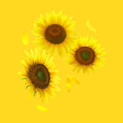 Obraz premium Bright sunflowers in air on golden background