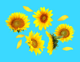 Bright sunflowers in air on light blue background