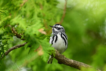 Black and White Warbler sits perched in a cedar tree