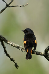 Colorful orange and black male American Redstart Warbler perched in a tree