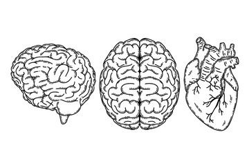 Cerebral hemispheres, human realistic brain and heart. Heart, brain, mental health, logic and emotion priority concept