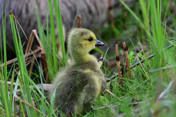 A cute little fluffy yellow baby Canada Geese walking in tall grass along a river