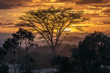Acacia Trees Silhouetted again Dusty Orange Sunset Sky on a Game Drive in Ol Pejeta Conservancy, Kenya, Africa