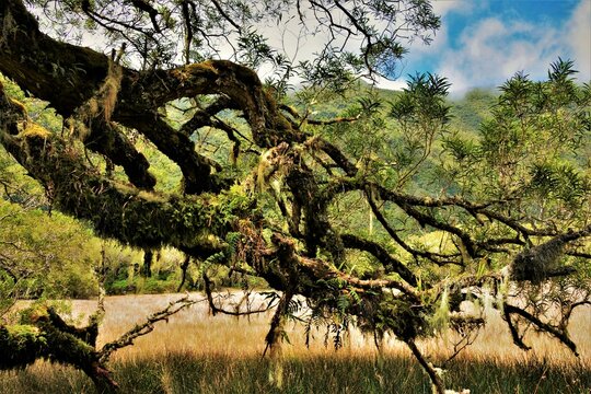 Magical place hidden in the B&eacute;bour primary forest as seen while hiking to La Plaine-des-Palmistes (Reunion Island)