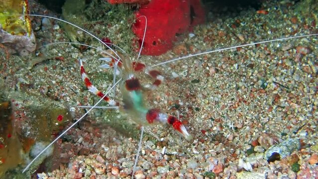 Banded Cleaner Shrimp (Stenopus hispidus) takes center stage against grainy seabed backdrop in Aqaba, Jordan, highlighting intricate red and white banding and transparent feelers. Image evokes serene