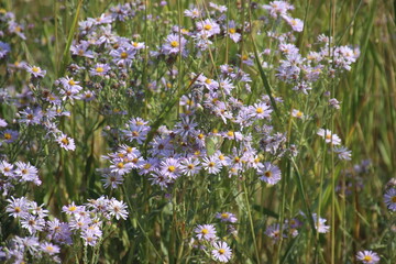 Fototapeta premium flowers in the field butterfly