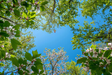 Fototapeta premium Clear spring sky. Green leaves, white and pink flowers on the trees in the foreground