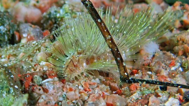 Detailed view of Fire Worm (Chloeia flava) in Red Sea, displaying radiant bristles with sparkling tips, nestled on grainy seabed in Aqaba, Jordan. Macro slow motion.