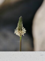 Gerupfte Pflanze als Makroaufnahme