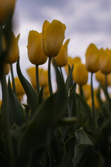 Obraz premium Spring beautiful yellow tulips field. Field of tulips in Belarus, Brest region.